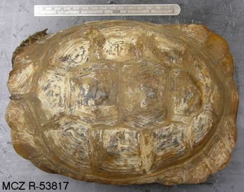 Media type: image; Herpetology R-53817